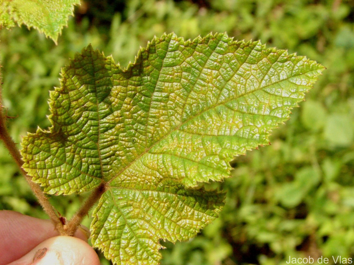 Rubus indicus Thunb.